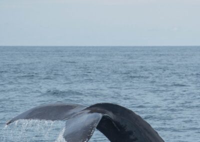 black whale on body of water during daytime